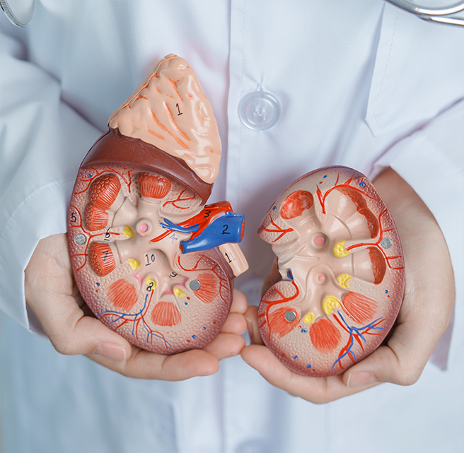 Best managing anaemia of chronic kidney disease nephrologists doctor in Sharjah